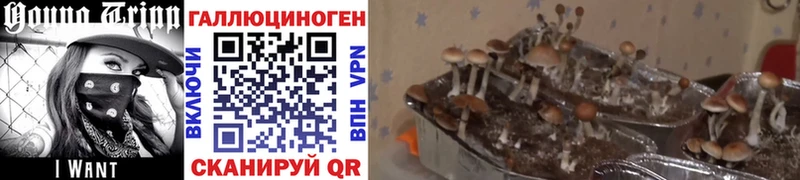 Галлюциногенные грибы MAGIC MUSHROOMS  Курлово 